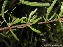 Cneoridium dumosum (Nutt.) Hook. fil. resmi