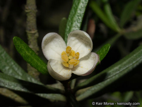 Image of bush rue