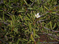 Image of bush rue