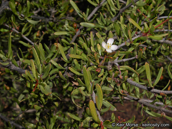 Image of bush rue