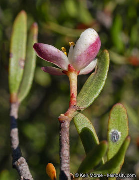 Cneoridium dumosum (Nutt.) Hook. fil. resmi