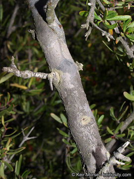 Image of bush rue