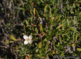 Image of bush rue