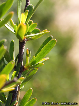 Image of bush rue