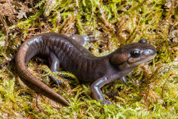 Image of Northwestern Salamander