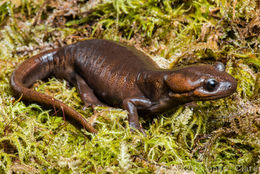 Image of Northwestern Salamander