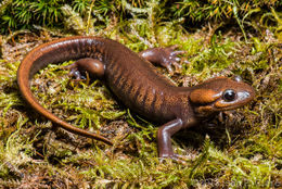 Image of Northwestern Salamander