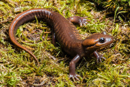 Image of Northwestern Salamander