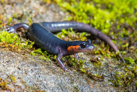 Imagem de Plethodon jordani Blatchley 1901