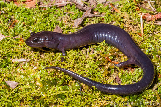 Image of Red Hills Salamander