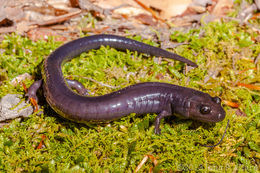 Image of Red Hills Salamander