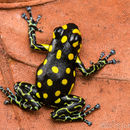 Image of Brazilian Poison Frog