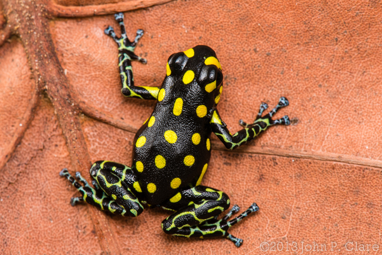 Image of Brazilian Poison Frog