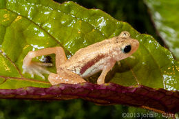 Image of Kihansi Spray Toad