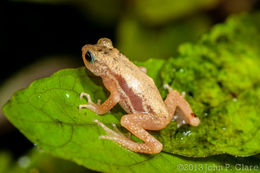 Image of Kihansi Spray Toad