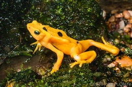 Image of Golden arrow poison frog