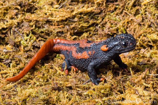 Image of Kweichow crocodile newt