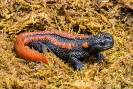 Image of Kweichow crocodile newt