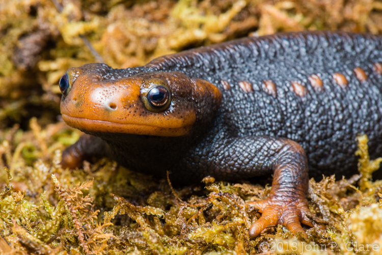 Image of Crocodile Newt