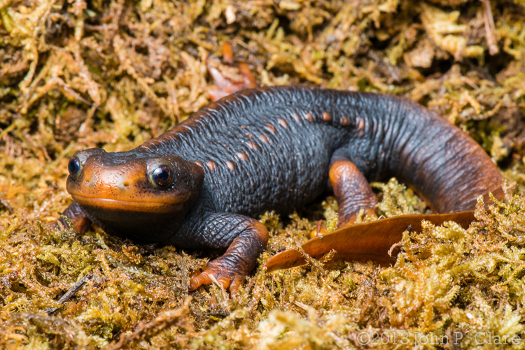 Image of Crocodile Newt