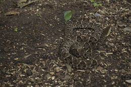 Imagem de Bothrops asper (Garman 1883)