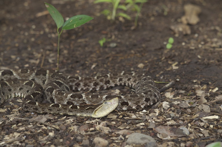 Image of Terciopelo