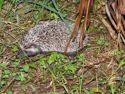 Image of Four-toed Hedgehog