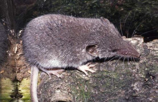 Image of Lesser Shrew