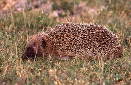 Image of hedgehog, west european hedgehog, western hedgehog