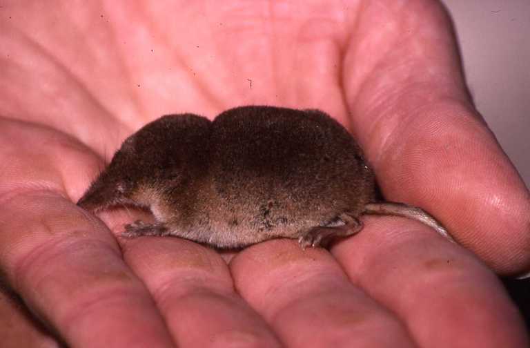 Image of jersey shrew, french shrew, millets shrew