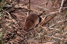 Image of jersey shrew, french shrew, millets shrew