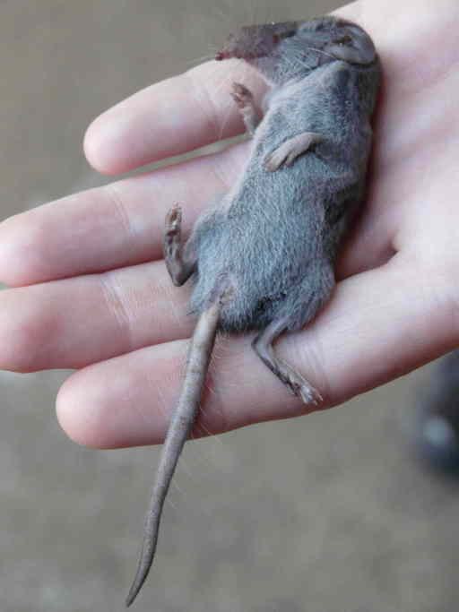 Image of Greater Dwarf Shrew