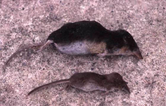 Image of Long-tailed shrews