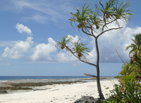 Image of Tahitian screwpine