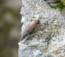 Image de Leucostigma candidescens (Rossmässler 1835)