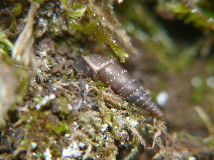 Image de Leucostigma candidescens (Rossmässler 1835)