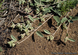 Слика од Croton californicus Müll. Arg.