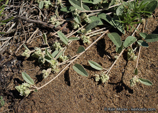 Слика од Croton californicus Müll. Arg.