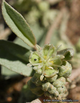 Слика од Croton californicus Müll. Arg.