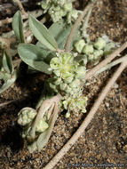 Слика од Croton californicus Müll. Arg.