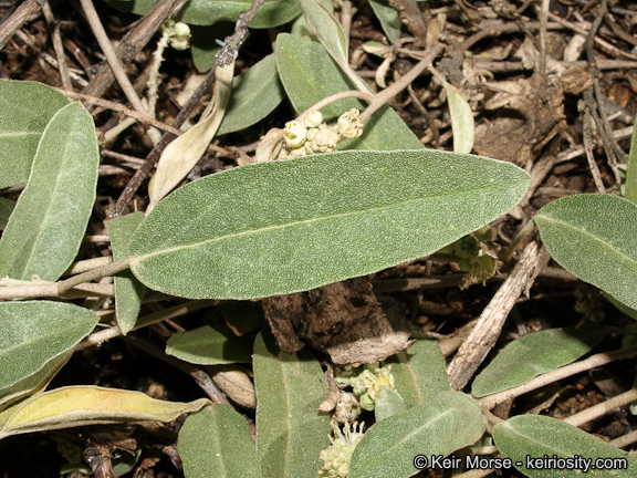 Слика од Croton californicus Müll. Arg.