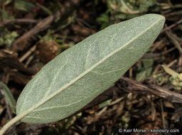 Слика од Croton californicus Müll. Arg.