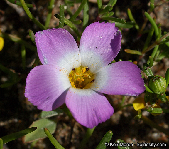 Plancia ëd Linanthus dianthiflorus (Benth.) Greene