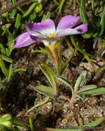 Plancia ëd Linanthus dianthiflorus (Benth.) Greene