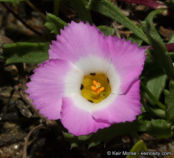 Plancia ëd Linanthus dianthiflorus (Benth.) Greene