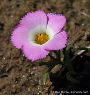 Plancia ëd Linanthus dianthiflorus (Benth.) Greene