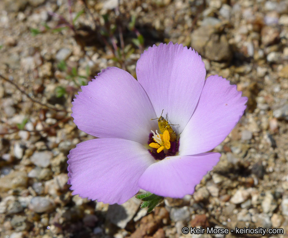 Plancia ëd Linanthus dianthiflorus (Benth.) Greene