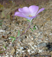 Plancia ëd Linanthus dianthiflorus (Benth.) Greene