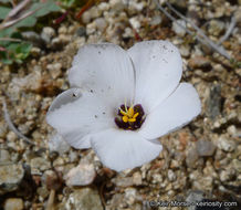 Plancia ëd Linanthus dianthiflorus (Benth.) Greene