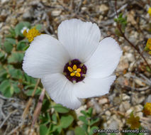 Plancia ëd Linanthus dianthiflorus (Benth.) Greene